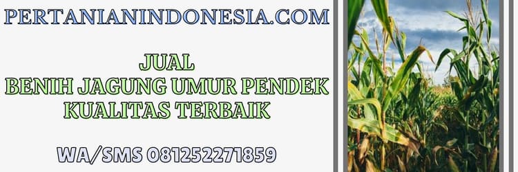 jual,jual benih,jual benih jagung,jual benih jagung umur pendek,pertanian indonesia